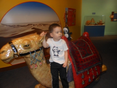Cool camel